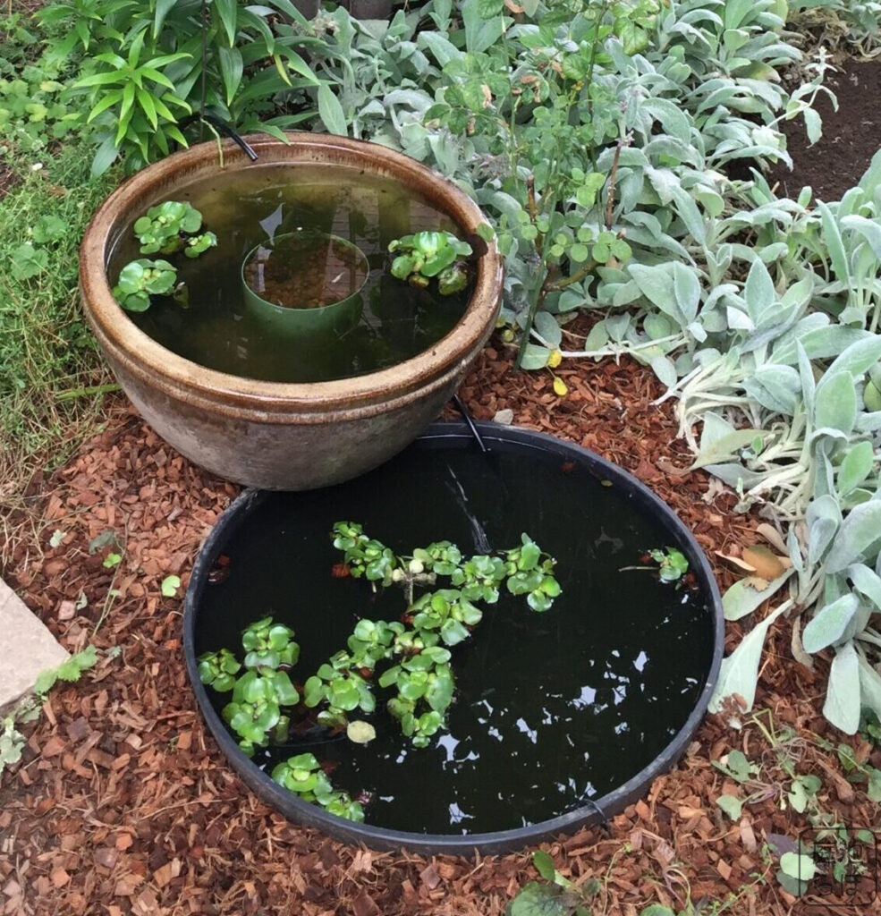 コストコ園芸ポットでのポット池完成写真