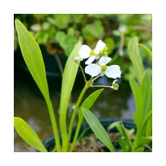 ナガバオモダカの花