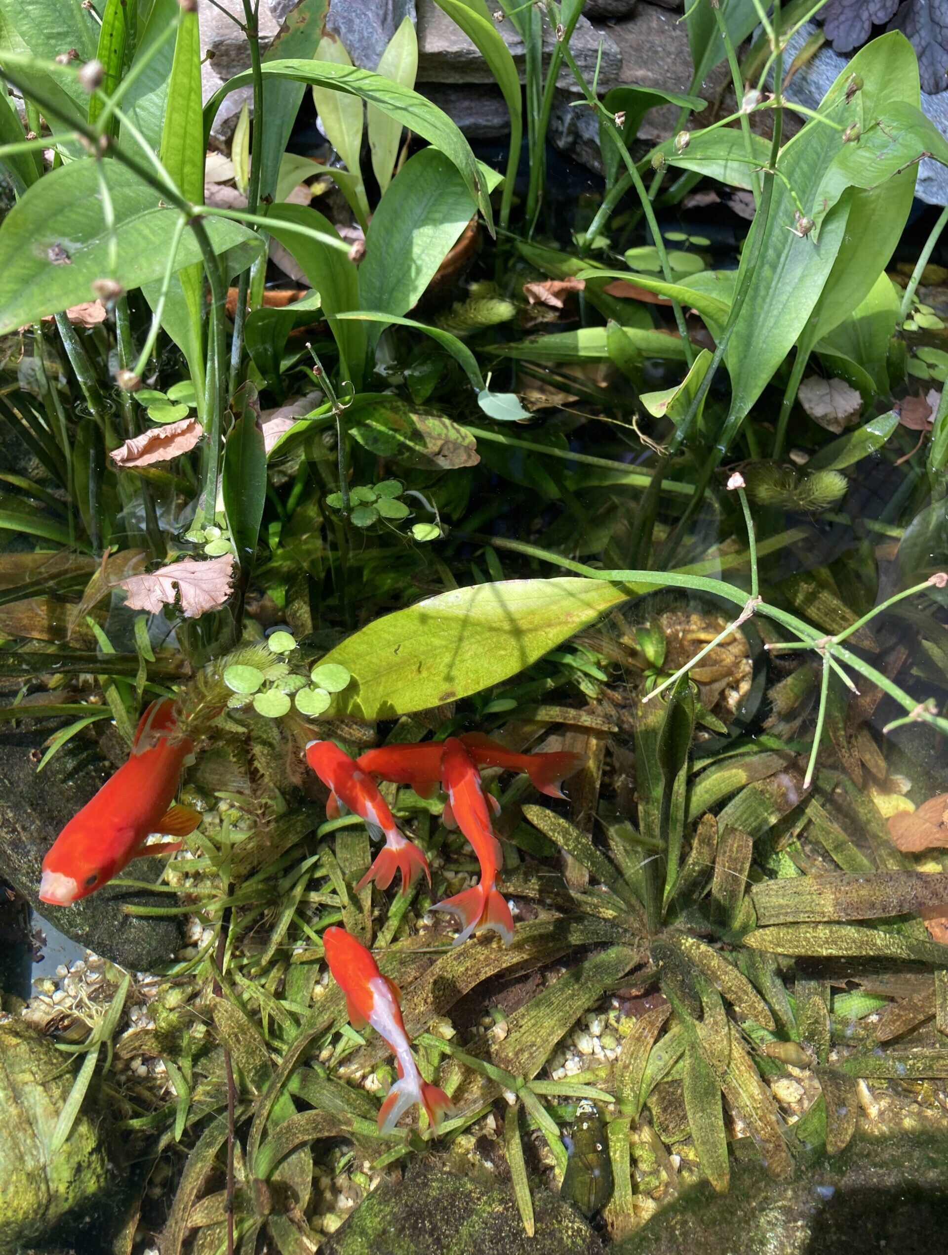 プールライナー池と金魚